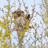 Sovice krahujova - Surnia ulula - Northern Hawk Owl 7790